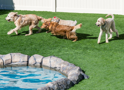 Backyard pets on GreenSpace